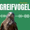 undefined Greifvogel Geflüster
