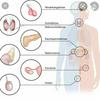 undefined Hormone