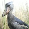 undefined Vogel der Woche - bird of the week