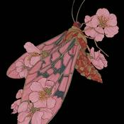 Podcast haute connexion