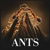 Podcast Ants