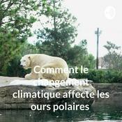 Podcast Comment le changement climatique affecte les ours polaires
