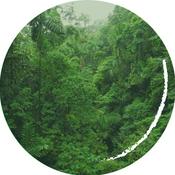 Podcast Curare, Kautschuk, Stevia - eine koloniale Spurensuche über das Pflanzensammeln