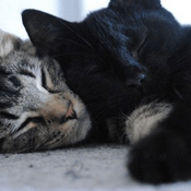 Podcast Deftones - Smile