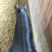 Podcast Dressurpassion