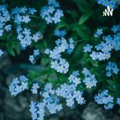 Podcast El Cuidado De La Salud Y El Ambiente