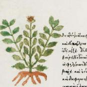 Podcast EL DIOSCÓRIDES