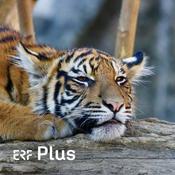 Podcast ERF Plus - Raus aus der Erschöpfung