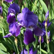 Podcast Gloingcreativity