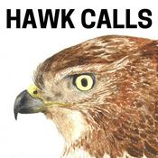 Podcast Hawk Calls