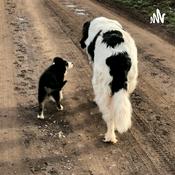 Podcast Hundestunde im Wohnzimmer