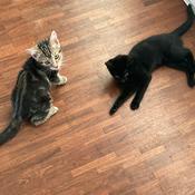 Podcast Ich und meine Katzen