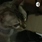 Podcast JJ1234567890