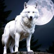 Podcast 絕境狼王