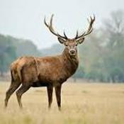 Podcast Like the Deer
