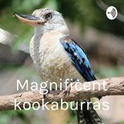 Podcast Magnificent kookaburras