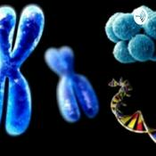 Podcast Mitose E Meiose