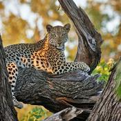Podcast På safari i Afrika med Livingstone Safari