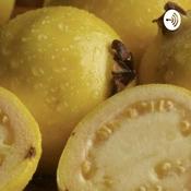 Podcast Podcast--Néctar De Guayaba