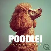 Podcast POODLE!