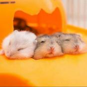 Podcast Relaxing Original Triggers 原始觸發(來放鬆吧)😊