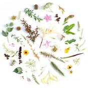 Podcast Rosenknoespchen