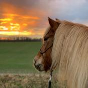 Podcast Pferde Welt mit Emil