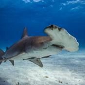 Podcast The Shark Report