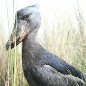 Podcast Vogel der Woche - bird of the week