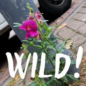 Podcast Wild!